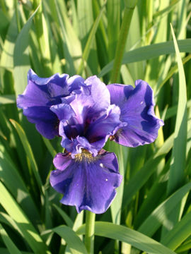 Toon details van Ruffles Plus Afbeeldingen van Ruffles Plus