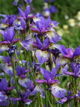 Toon details van Shaker's Prayer Afbeeldingen van Shaker's Prayer