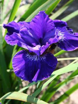 Toon details van Prussian Blue Afbeeldingen van Prussian Blue