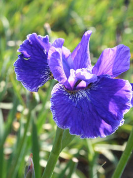 Toon details van Plissee Afbeeldingen van Plissee