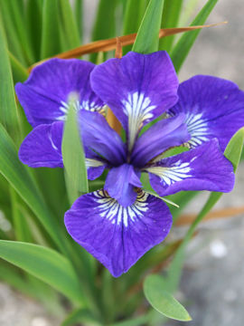 Toon details van Roku Oji Afbeeldingen van Roku Oji