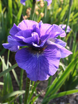 Toon details van Rambunctious Afbeeldingen van Rambunctious