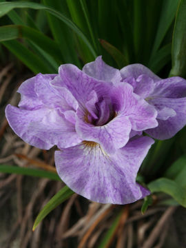 Toon details van Rigamarole Afbeeldingen van Rigamarole