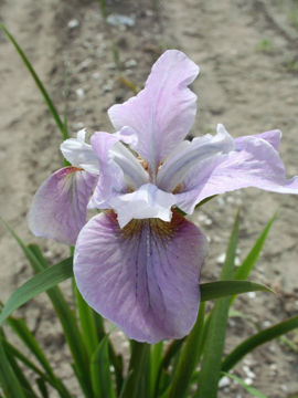 Toon details van Pink Haze Afbeeldingen van Pink Haze