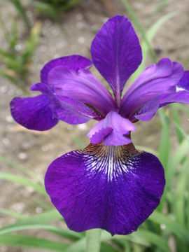 Toon details van Reddy Maid Afbeeldingen van Reddy Maid