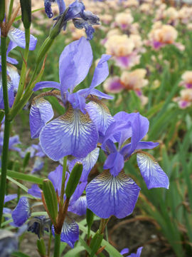 Toon details van Perrys Blues Afbeeldingen van Perrys Blues