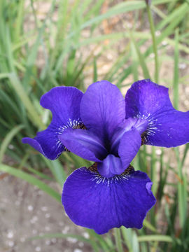 Toon details van Rosebud Melody Afbeeldingen van Rosebud Melody