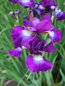 Toon details van Purple Flow Afbeeldingen van Purple Flow