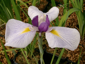 Toon details van Tebyoushi Afbeeldingen van Tebyoushi