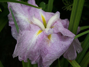 Toon details van Angels Passion Afbeeldingen van Angels Passion