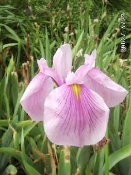 Toon details van Lav Rose Queen Afbeeldingen van Lav Rose Queen