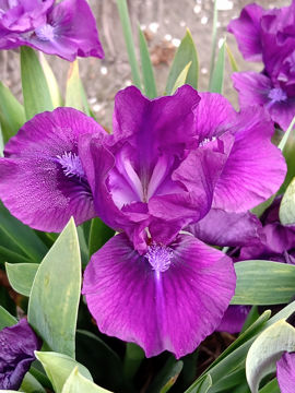 Toon details van Bantam Prince Afbeeldingen van Bantam Prince