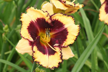 Toon producten in de categorie Hemerocallis Afbeelding voor categorie Hemerocallis