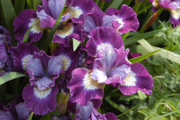 Toon producten in de categorie Iris Sibirica Afbeelding voor categorie Iris Sibirica