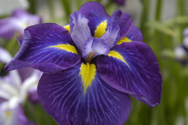 Toon producten in de categorie Iris Ensata Afbeelding voor categorie Iris Ensata