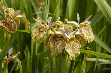 Toon producten in de categorie Iris Overige Afbeelding voor categorie Iris Overige