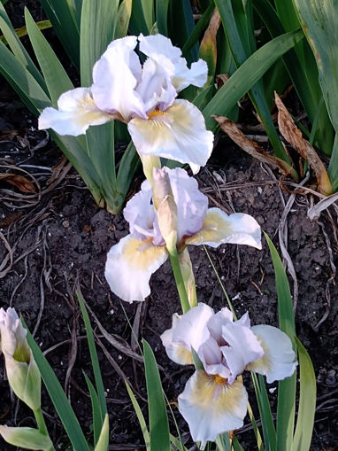 iris  ib  Adirittura, kwekerij joosten, iris, iris intermediar, nieuw