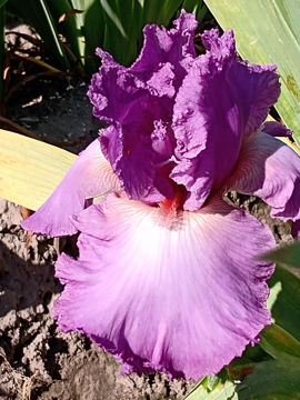 Toon details van Designing Woman Afbeeldingen van Designing Woman