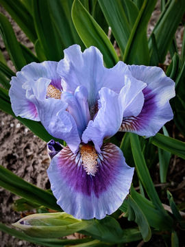 Toon details van When Lilacs Last Afbeeldingen van When Lilacs Last