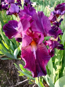 Toon details van Athaeneos Afbeeldingen van Athaeneos