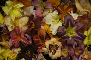 Toon details van Verrassingspakket 2 Hemerocallis 10x Afbeeldingen van Verrassingspakket 2 Hemerocallis 10x