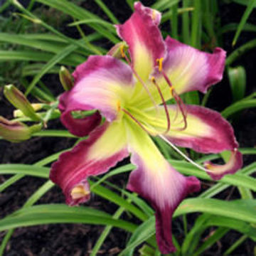 Toon details van Blue Blast Afbeeldingen van Blue Blast