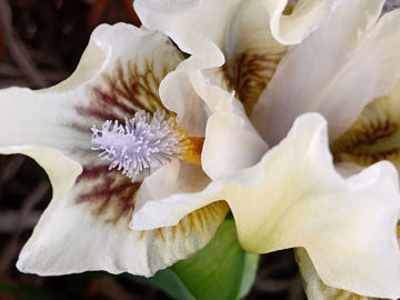 Toon details van Battement De Cils Afbeeldingen van Battement De Cils