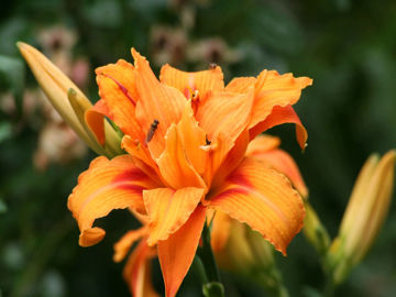 Toon details van Flore Pleno Afbeeldingen van Flore Pleno