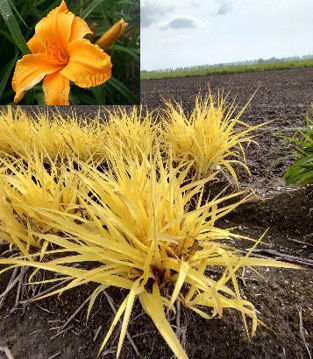 Toon details van Yellow Yeller Afbeeldingen van Yellow Yeller