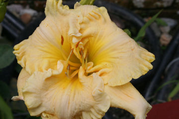 Toon details van John Paul The Great Afbeeldingen van John Paul The Great