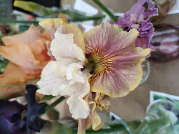 Toon details van Wijnne magnolia Afbeeldingen van Wijnne magnolia