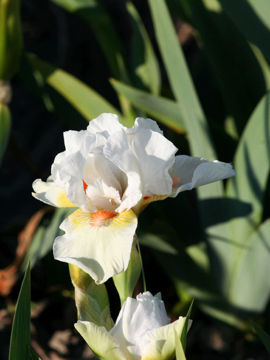 Toon details van Angel Heart Afbeeldingen van Angel Heart