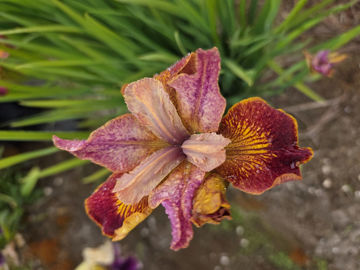 Toon details van Paprikash Afbeeldingen van Paprikash