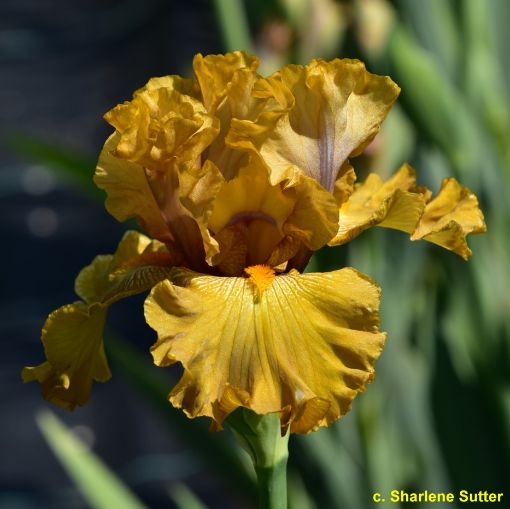 Afbeeldingen van Chanterelle