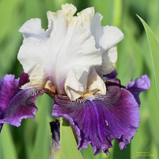 Afbeeldingen van iris-Nochmal Bitte
