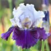 Afbeeldingen van iris-Nochmal Bitte