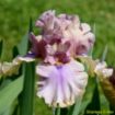 Afbeeldingen van Passion Potion