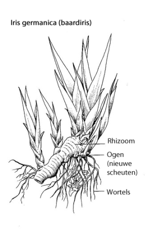 Rhizoom-iris germanica